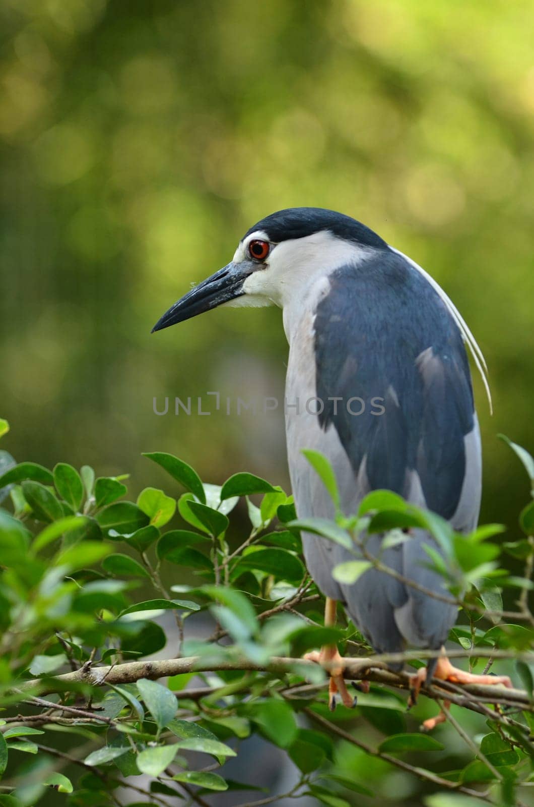 black-crowned night heron, nycticorax nycticorax