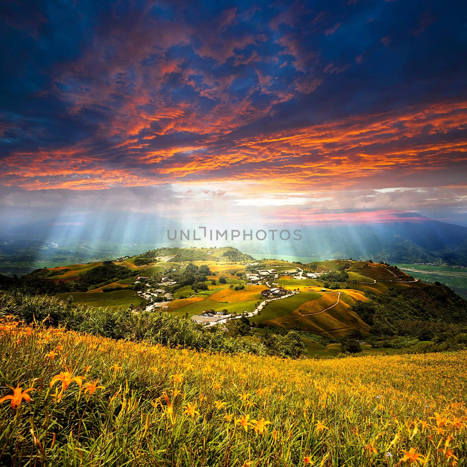 Daylily flower at sixty Stone Mountain in Taiwan Hualien festival