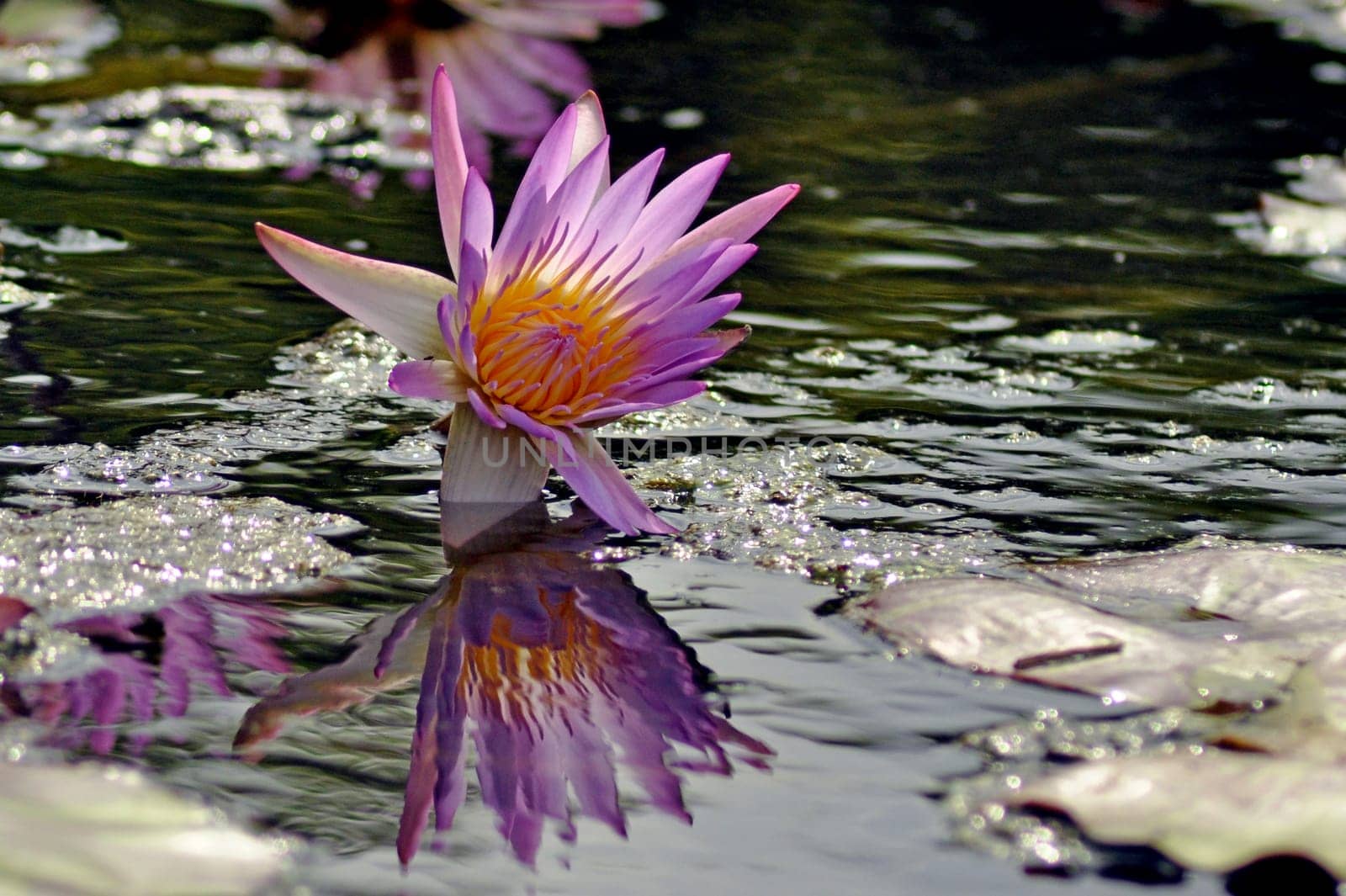 Water lily