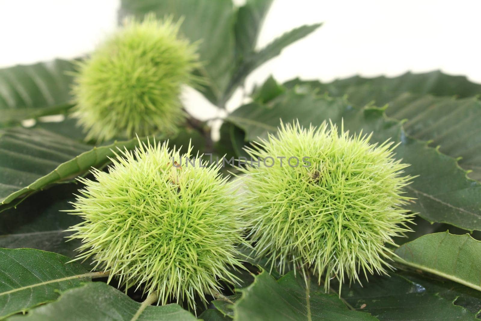 Leaves and fruits of a sweet chestnut