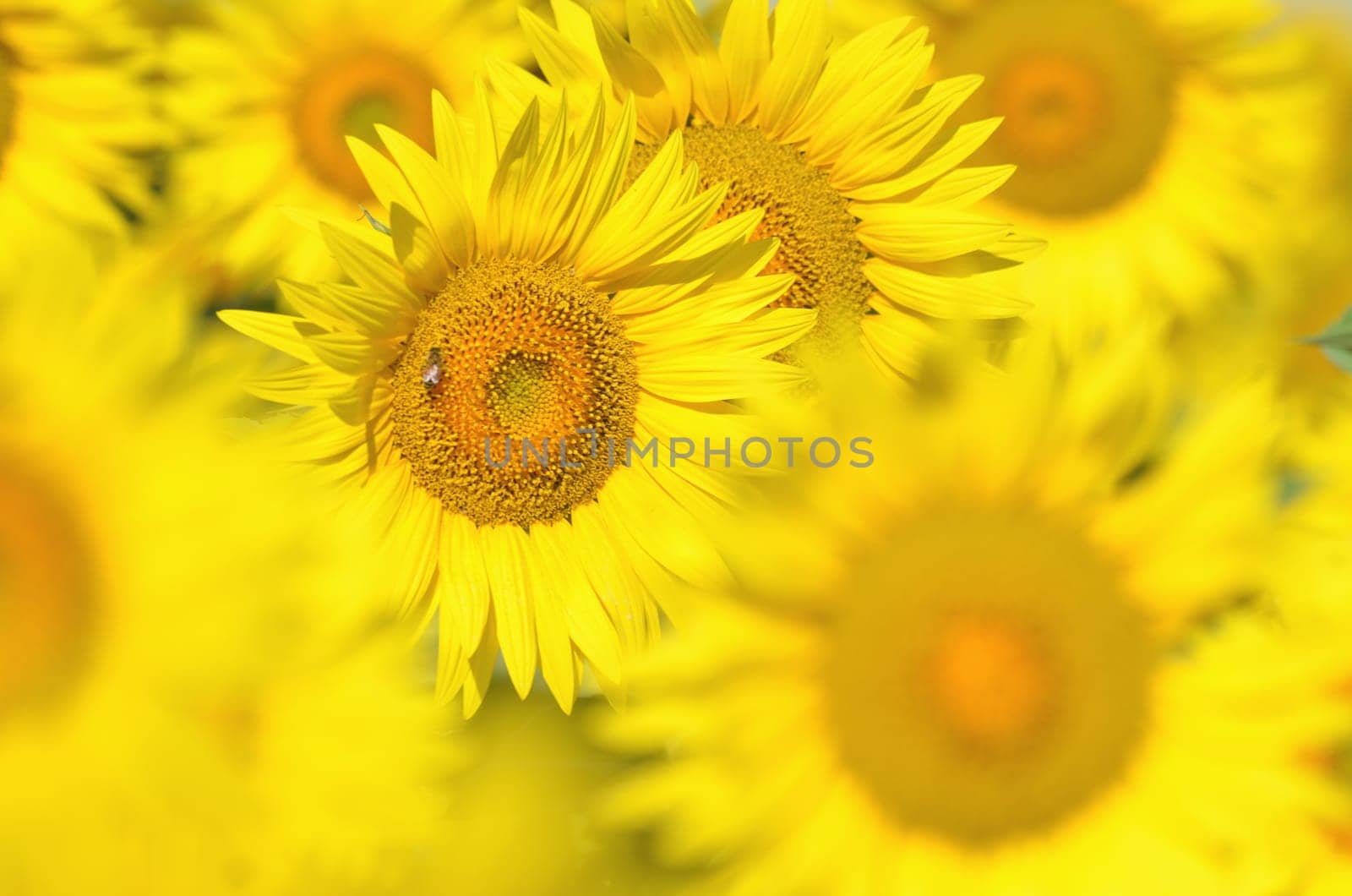 Beautiful sunflowers of Tuscany in Italy