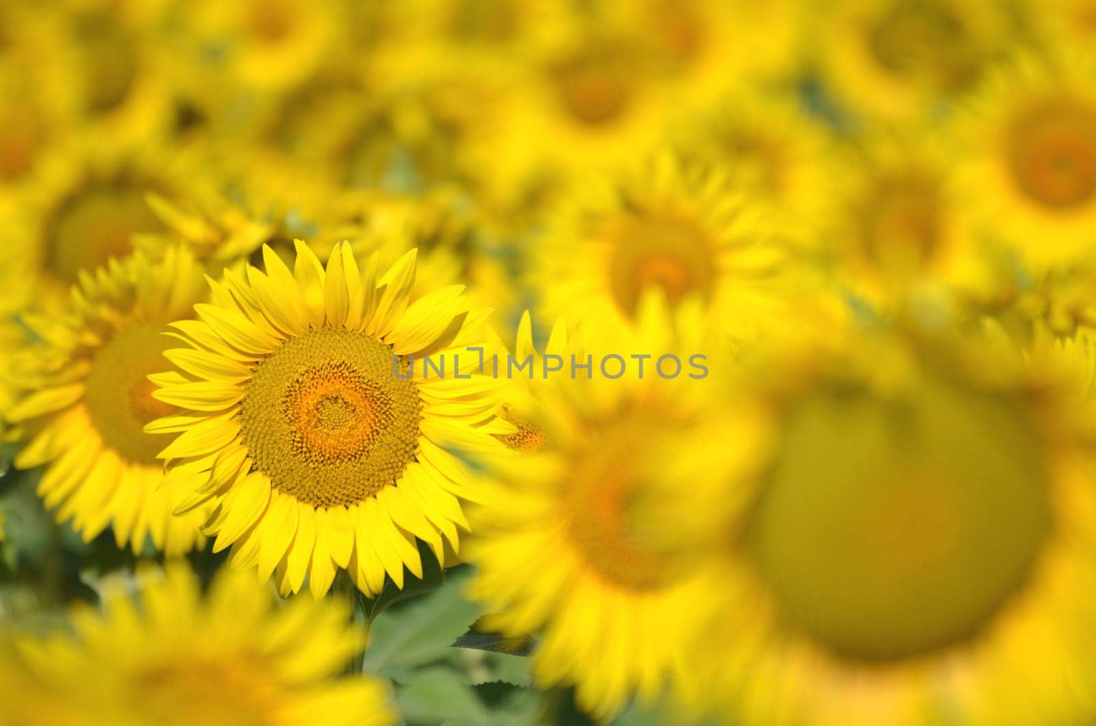 Beautiful sunflowers of Tuscany in Italy