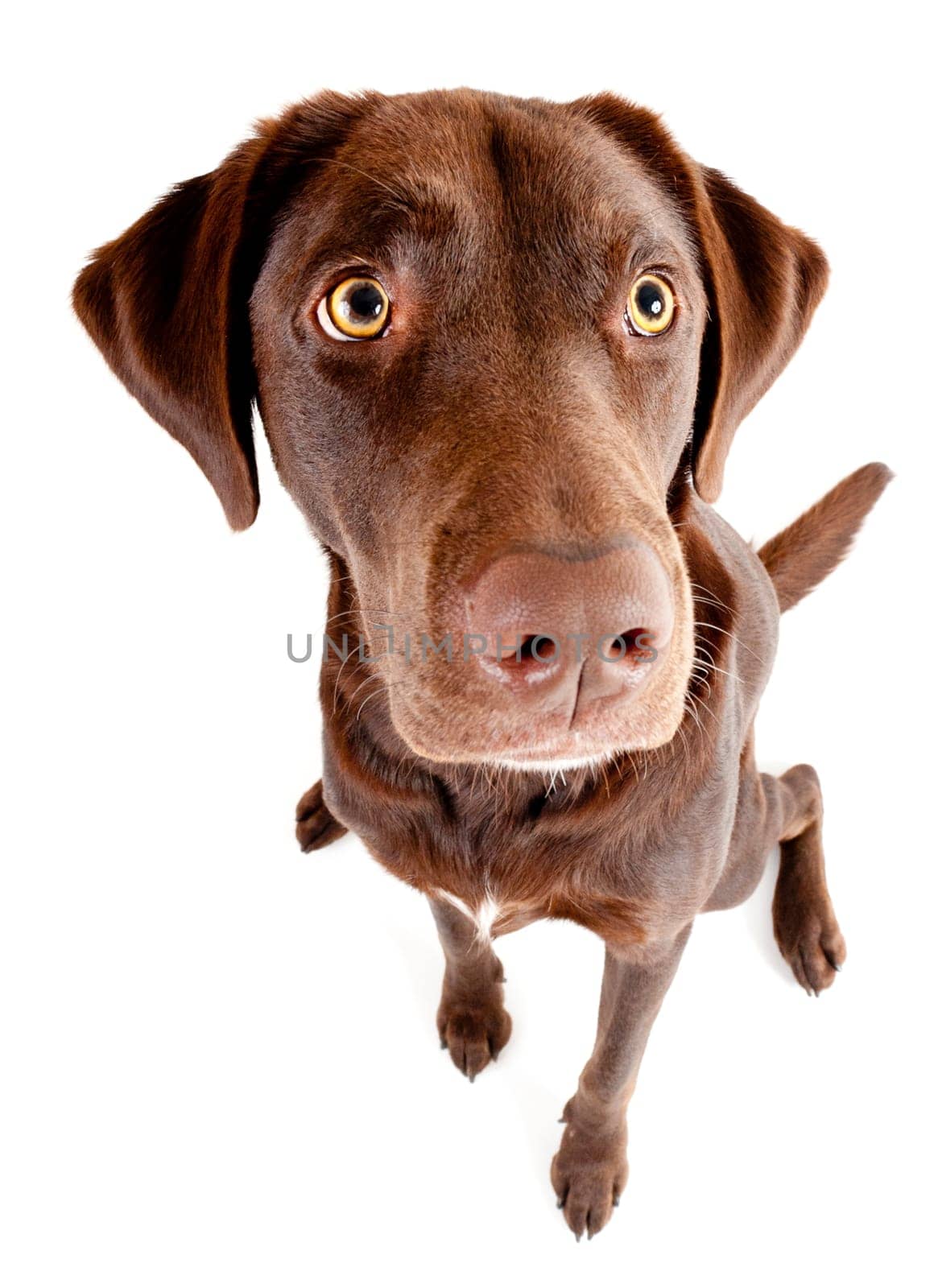 Dog sitting and looking up. Photo taken with fisheye lens.