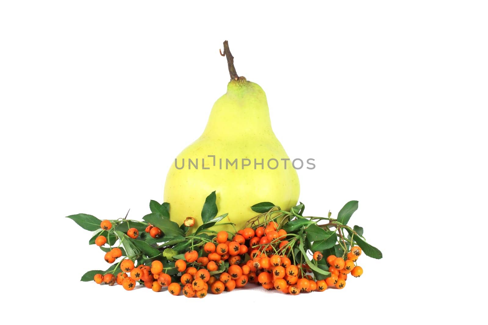 Quince and hawthorn berry isolated on white
