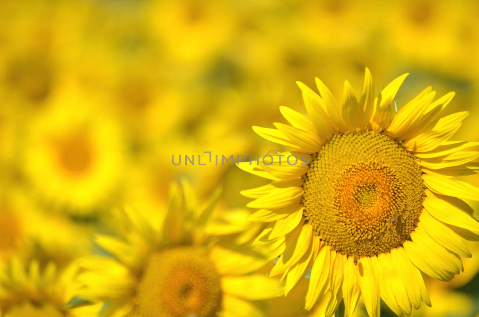 Beautiful sunflowers of Tuscany in Italy