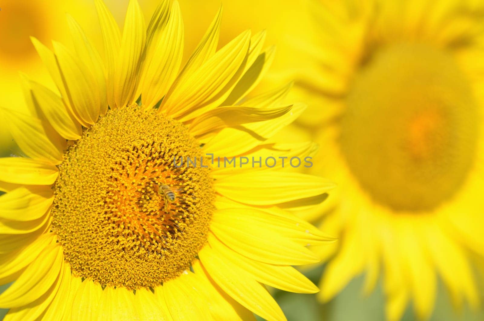 Beautiful sunflowers of Tuscany in Italy