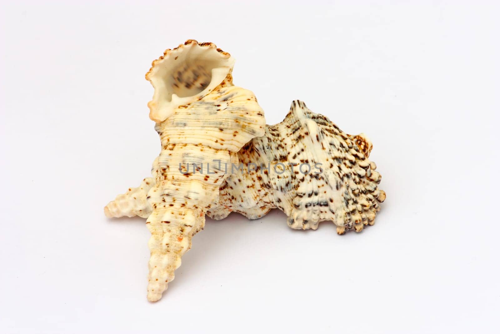 Two seashells isolated on a white