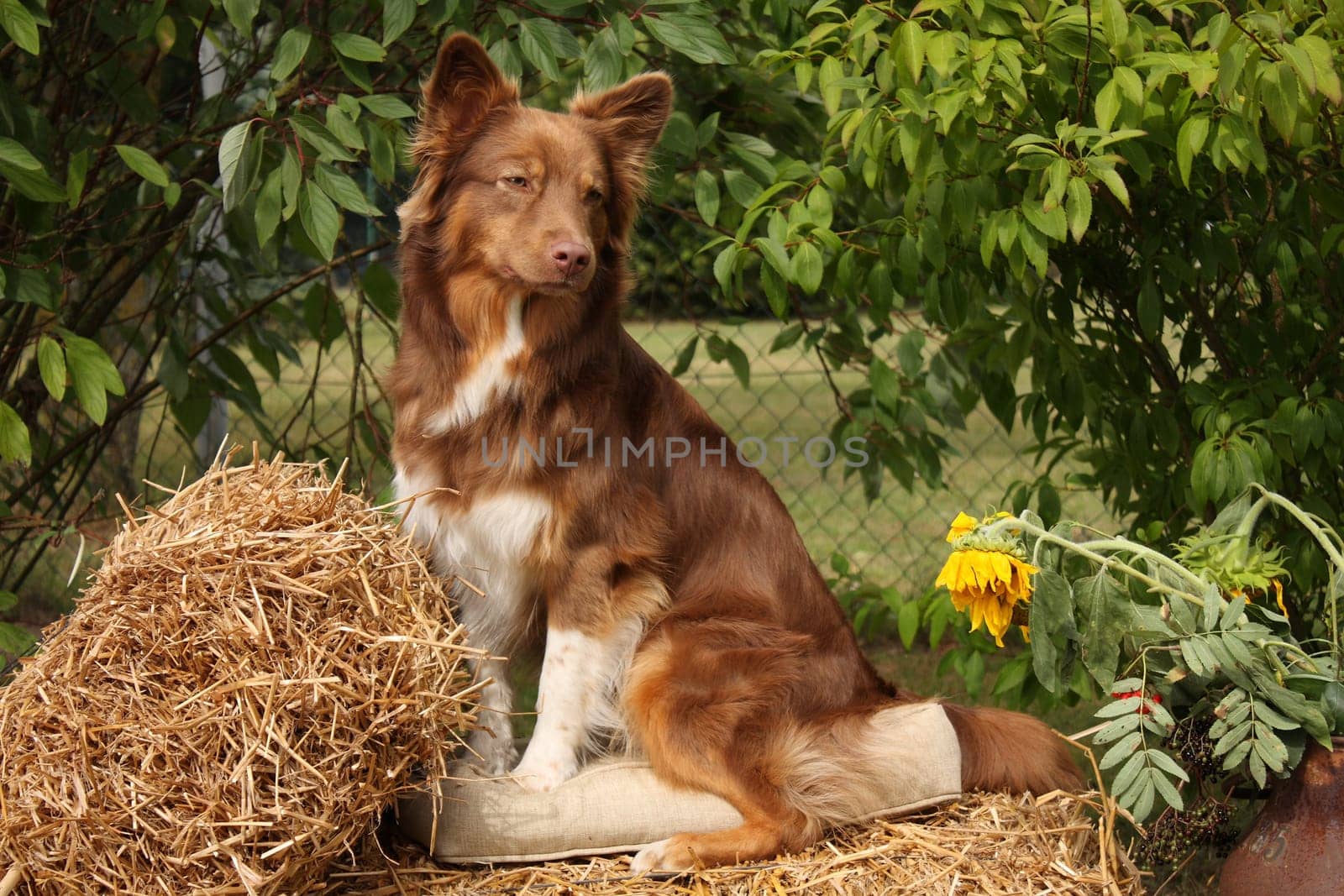 Tammy