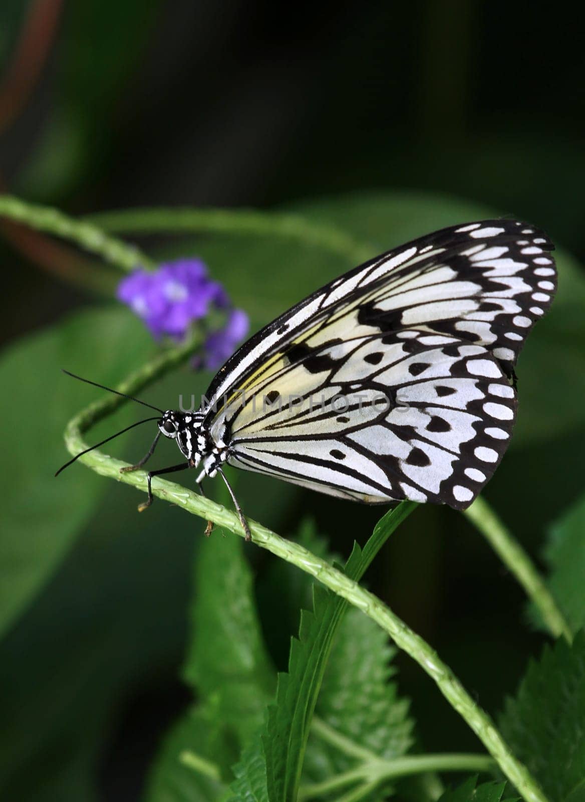White tree nymph [Idea leuconoe]