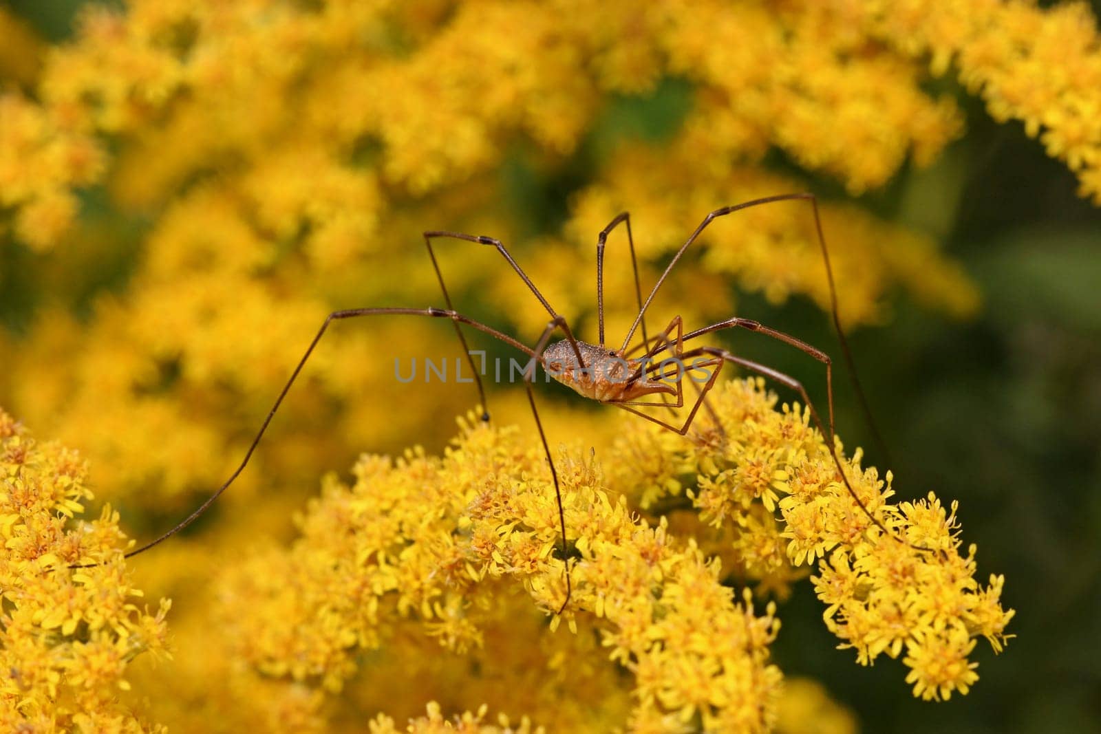 Male Weaver (Phalangium opilio) on goldenrod