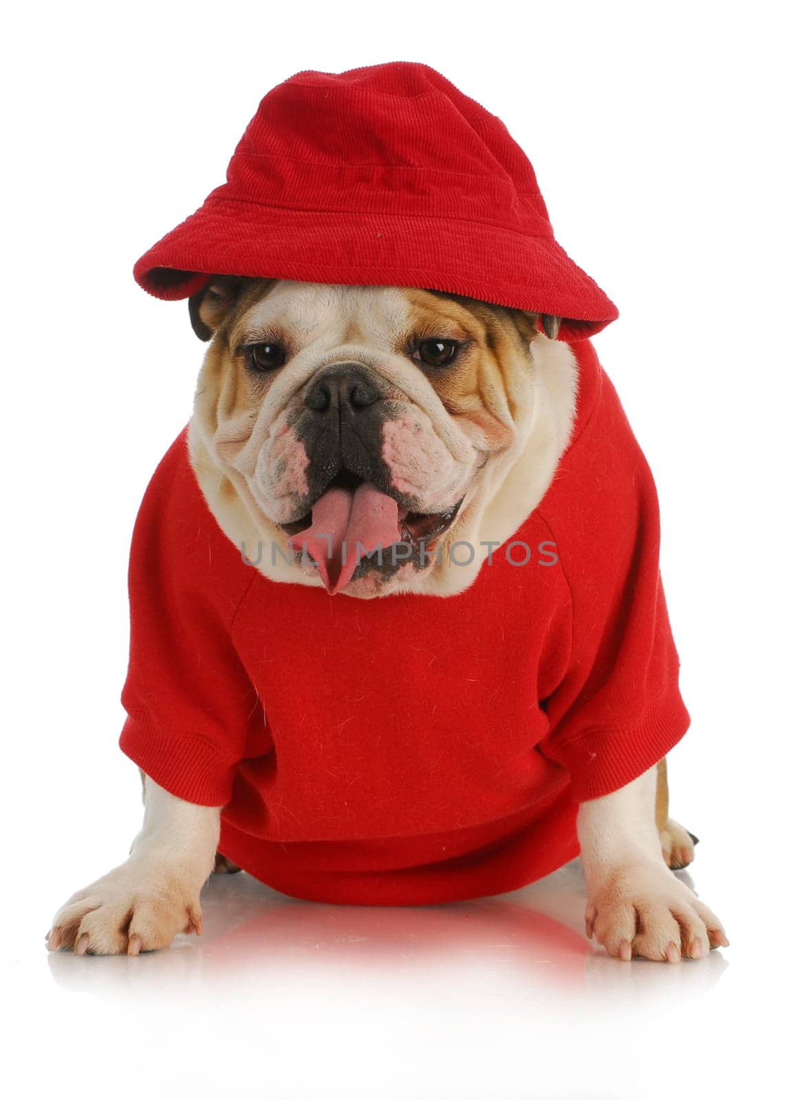 cute dog - english bulldog wearing red had and shirt on white background