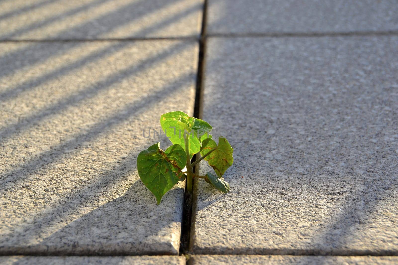A plant's struggle for survival between pavement slabs