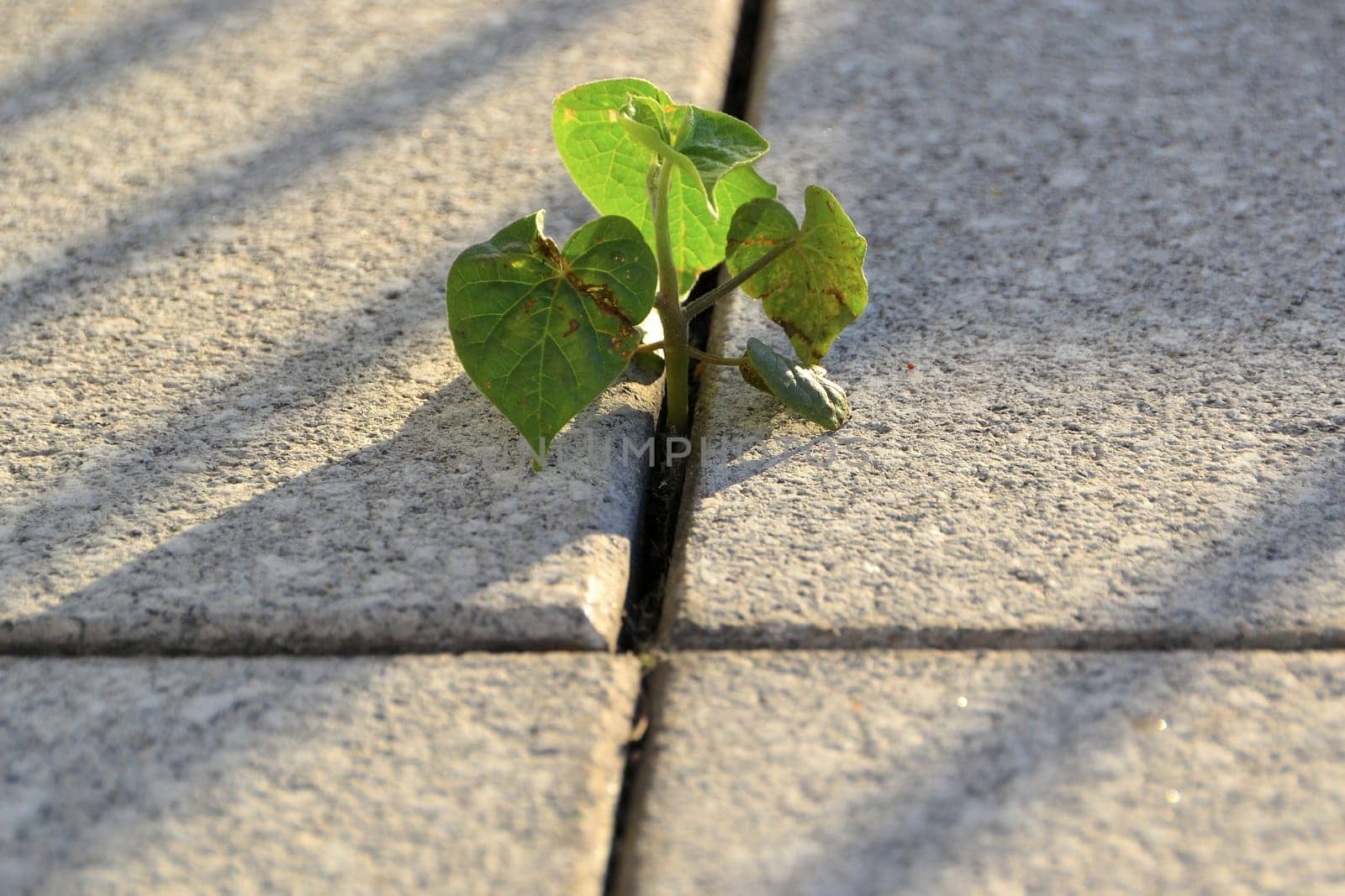 A plant's struggle for survival between pavement slabs