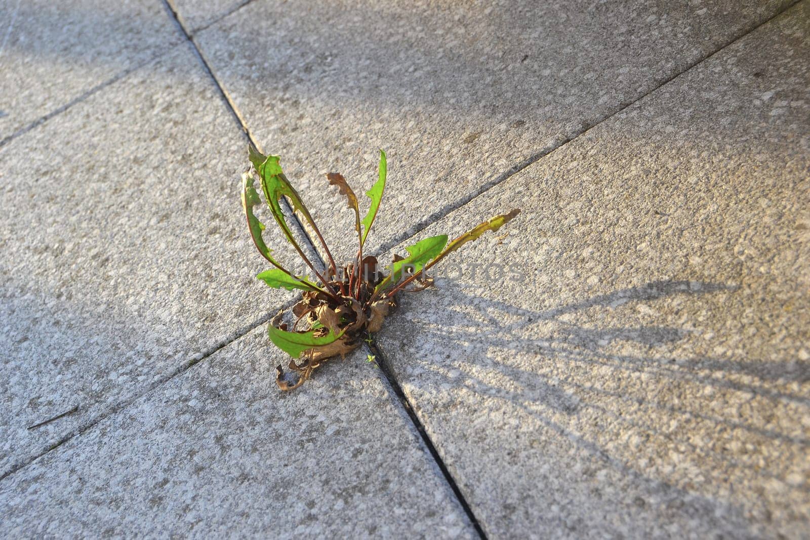 A plant's struggle for survival between pavement slabs