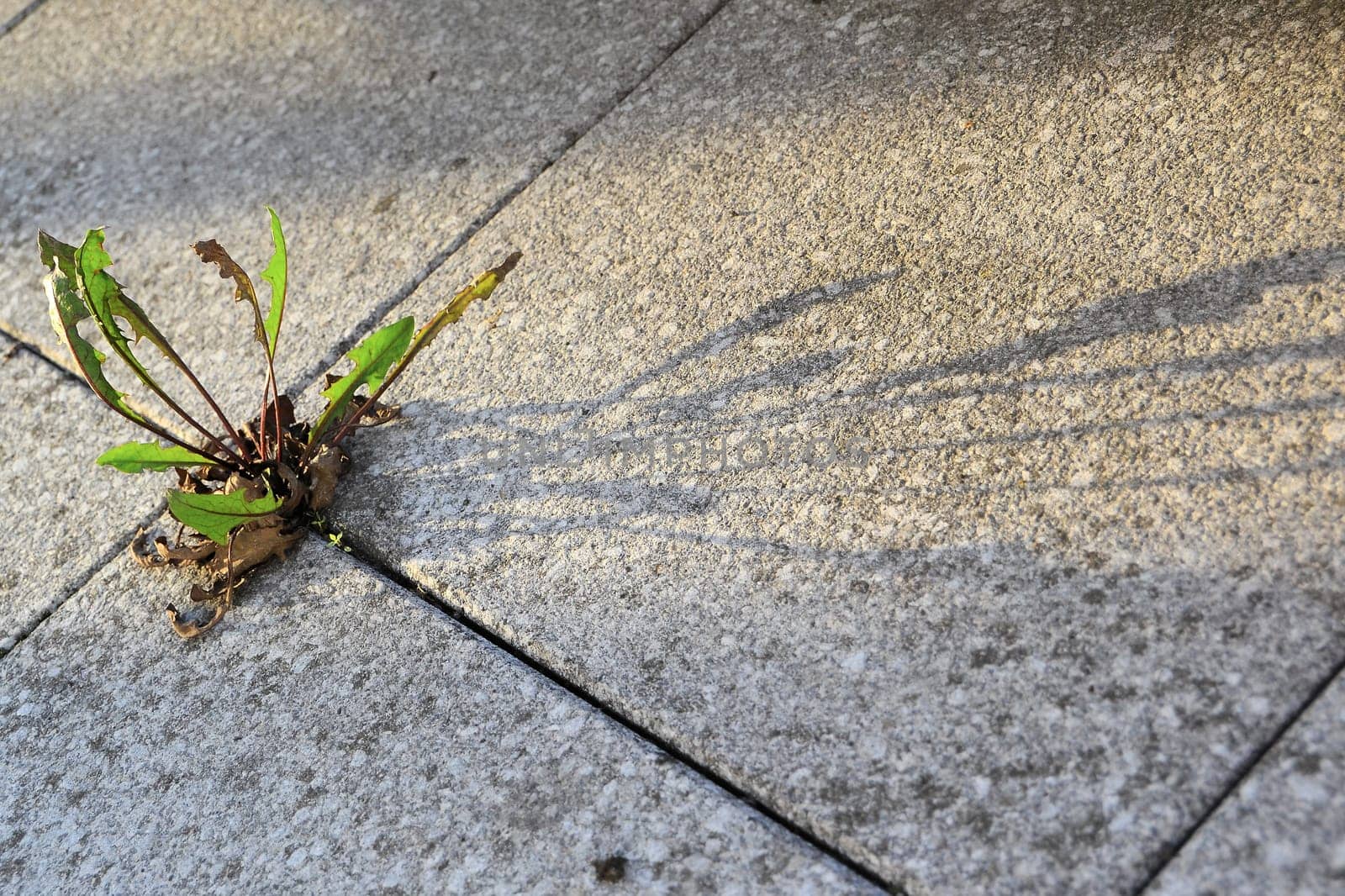 A plant's struggle for survival between pavement slabs