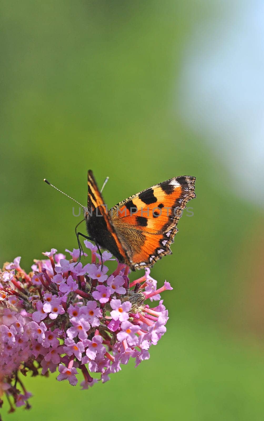 small tortoiseshell