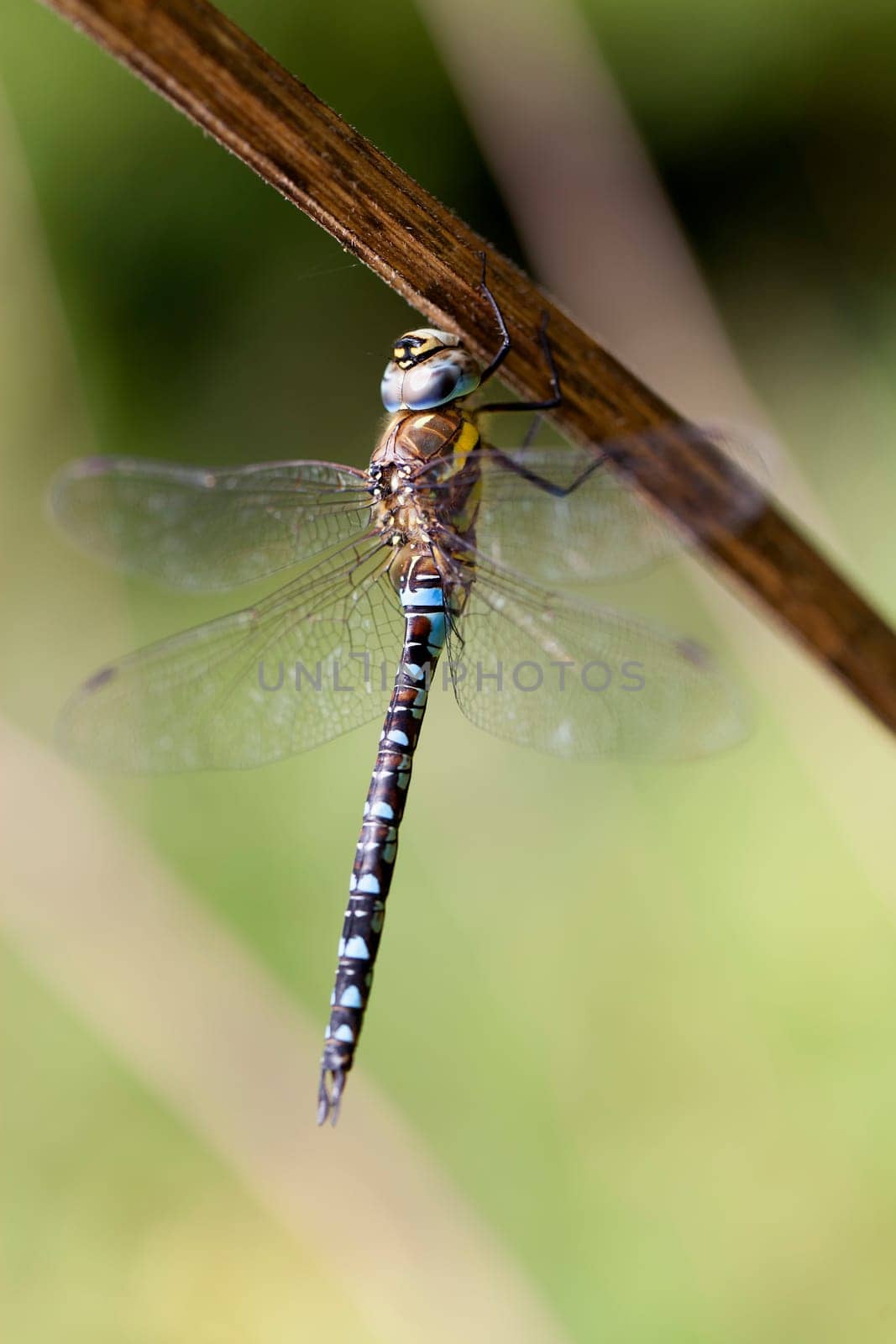 Autumn Mosaic Maiden - Aeshna mixta male - in a macro shot