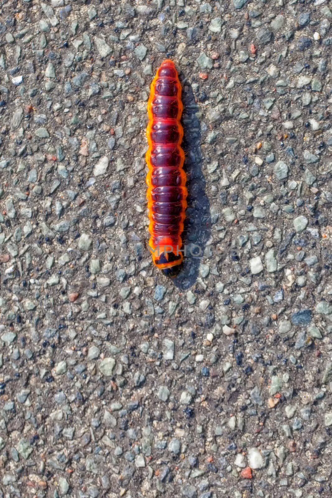 Willow borer caterpillar - Cossus cossus in a macro image