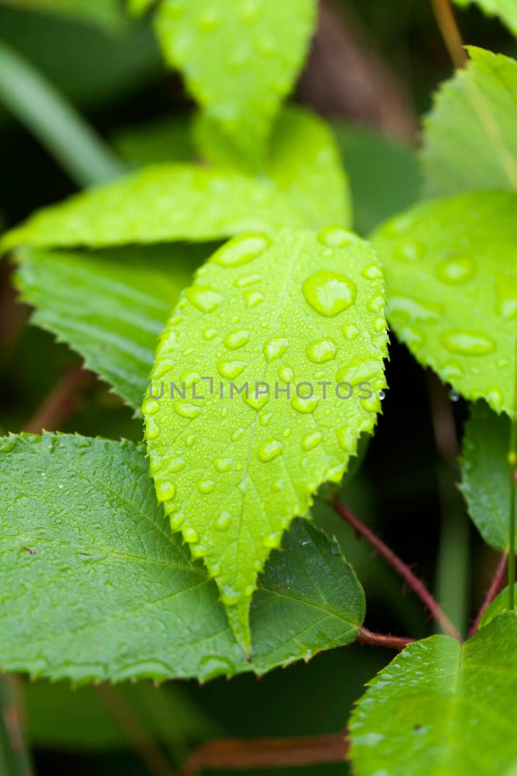 Leaf with raindrops in a macro shot