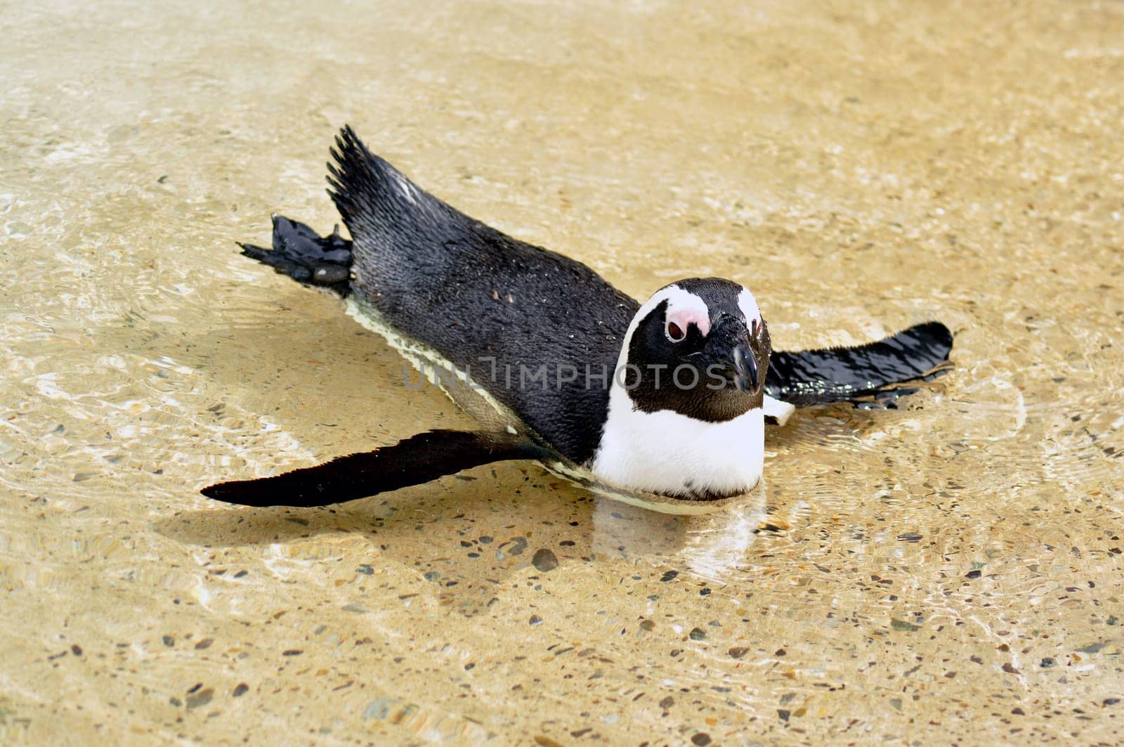Jackass penguin