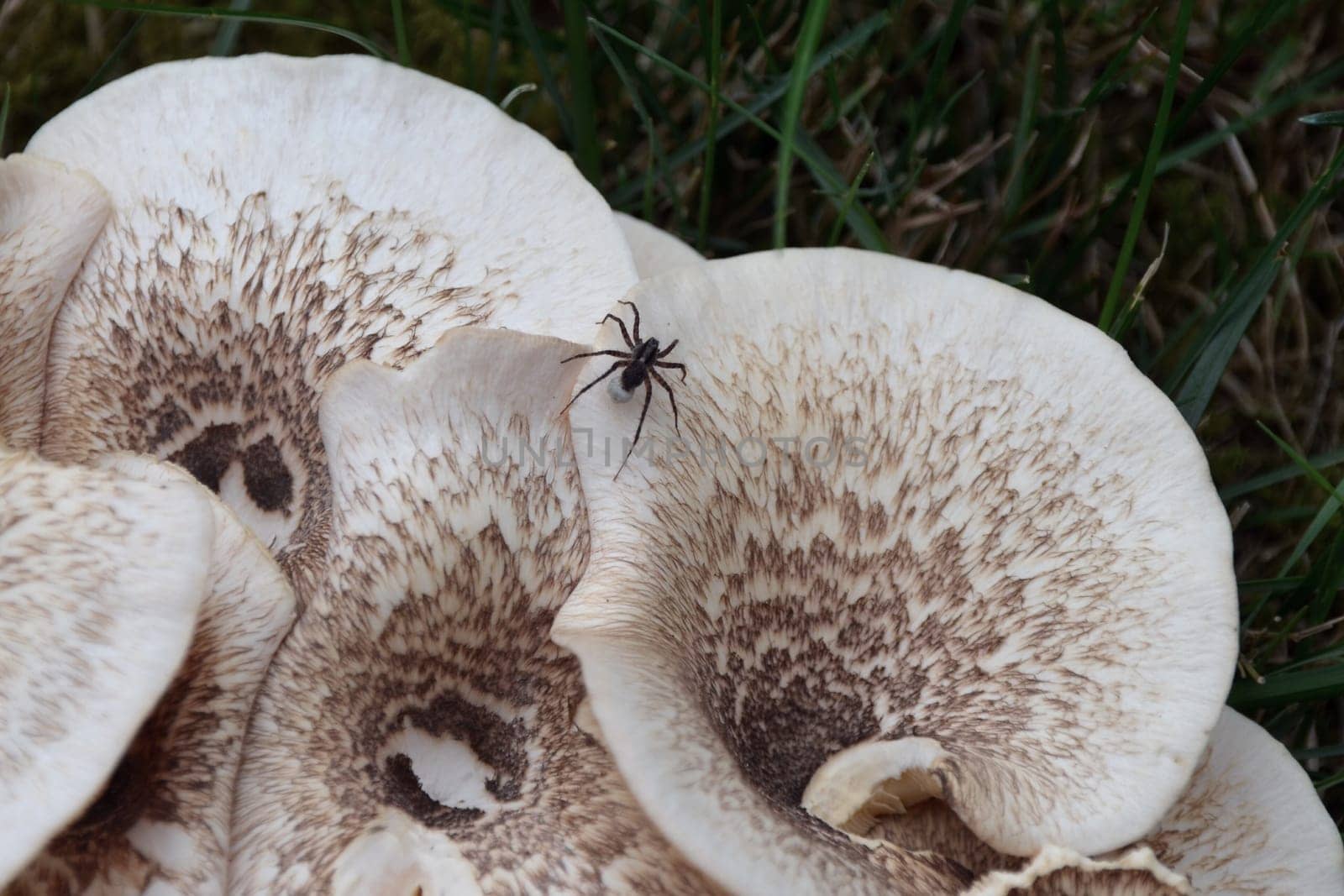 Spider with egg