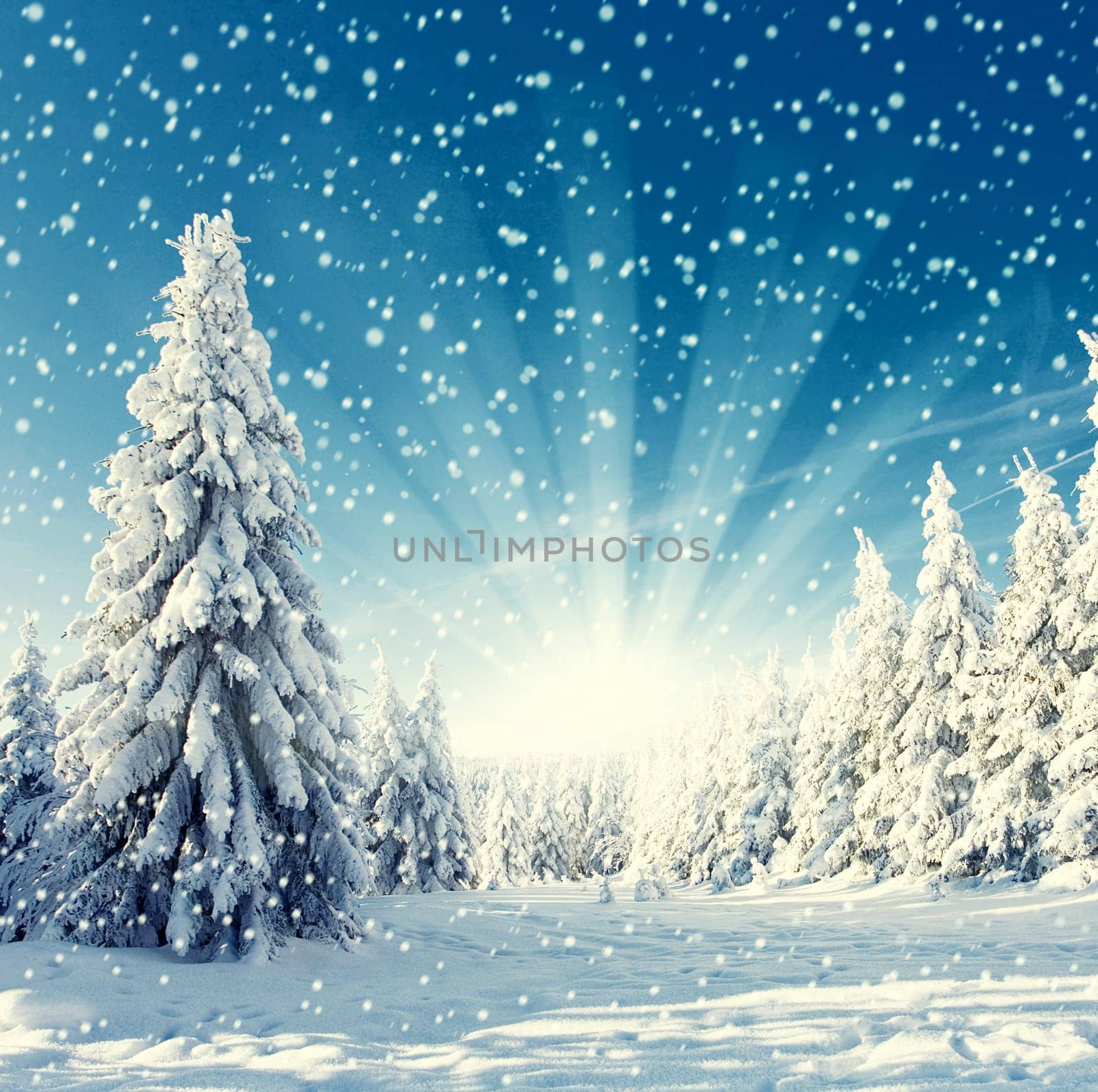 Sun in the winter forest