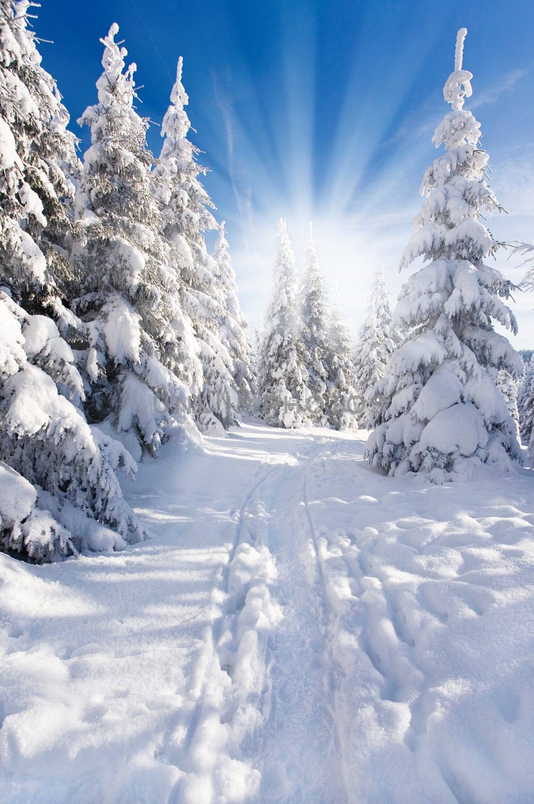 Sun in the winter forest