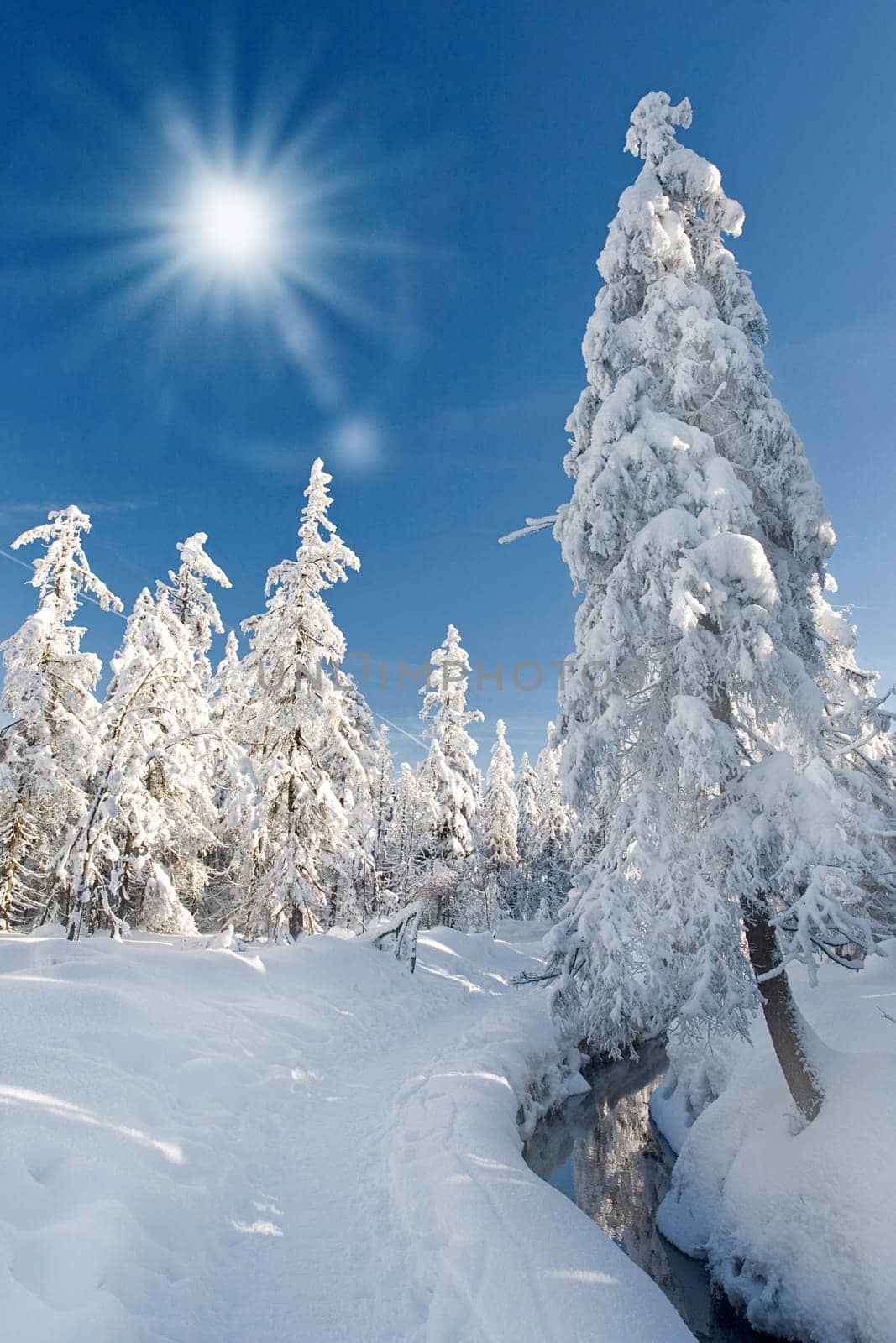 Sun in the winter forest