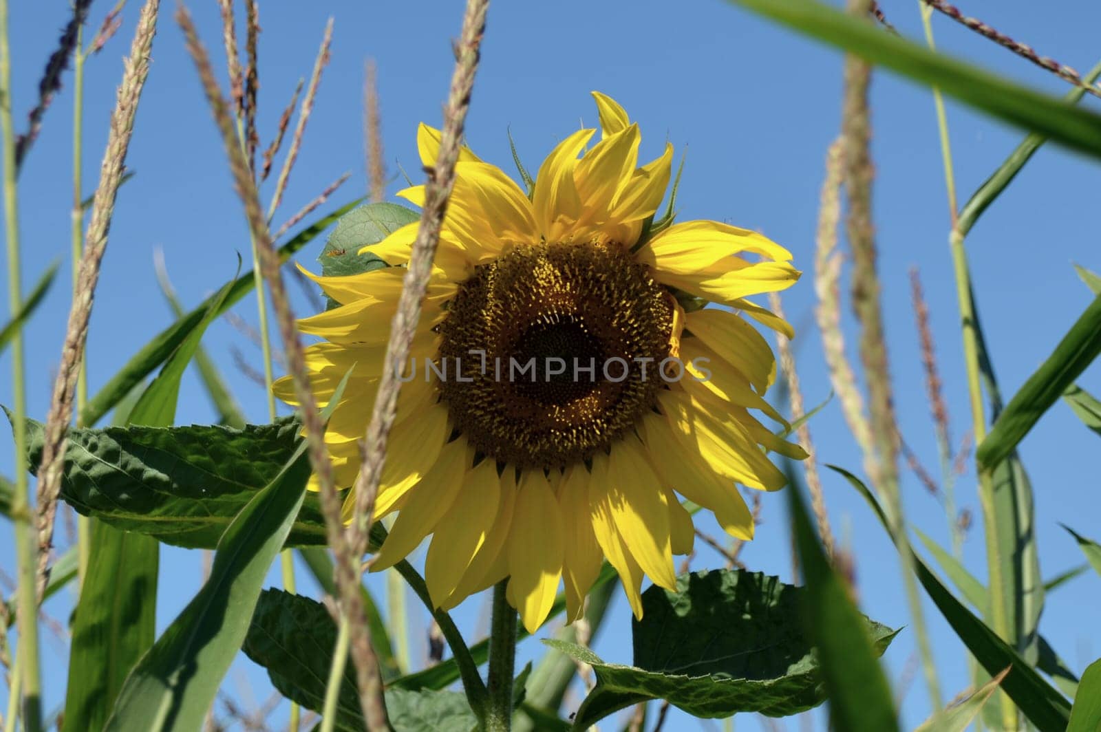 Sunflower in the cornfield