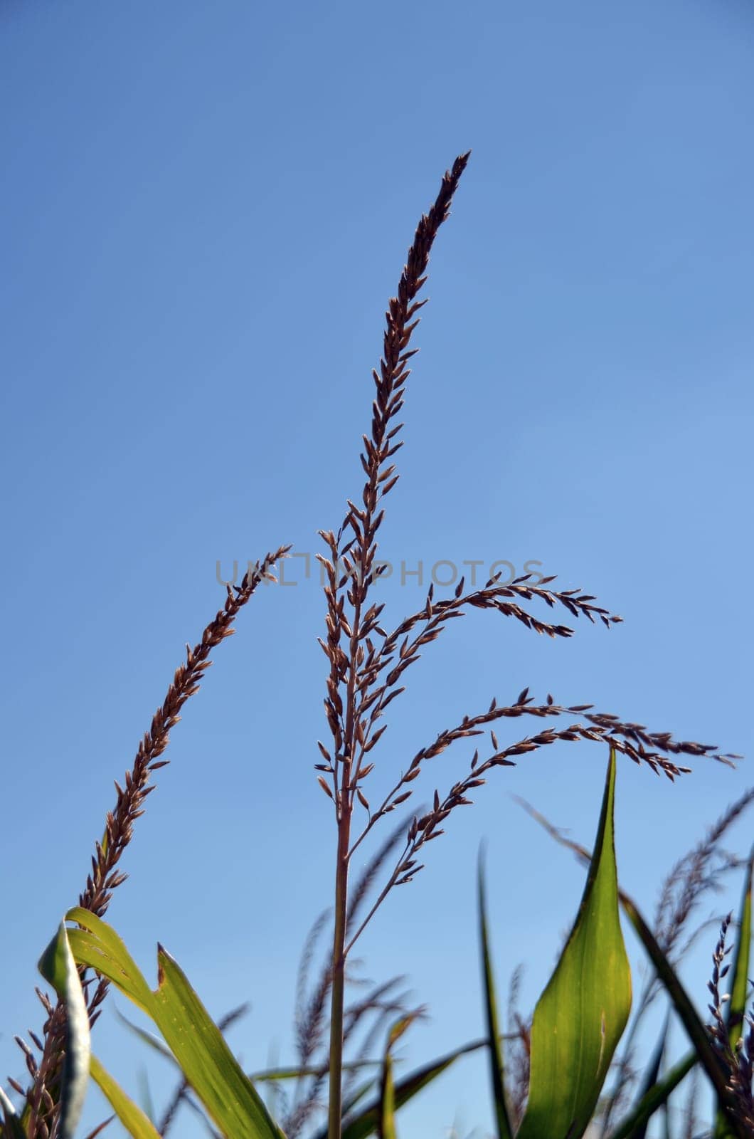 male flowers of the maize plant