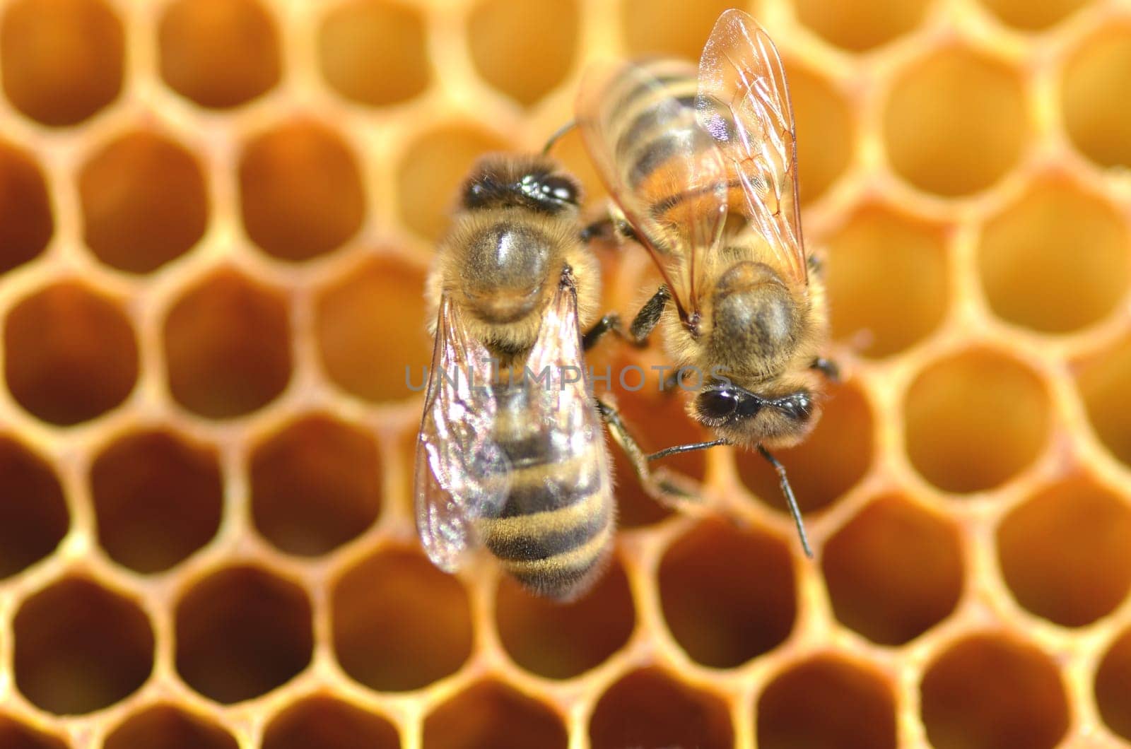 Closeup of bees on honeycomb