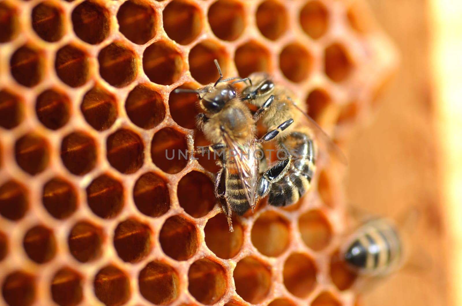 Closeup of bees on honeycomb