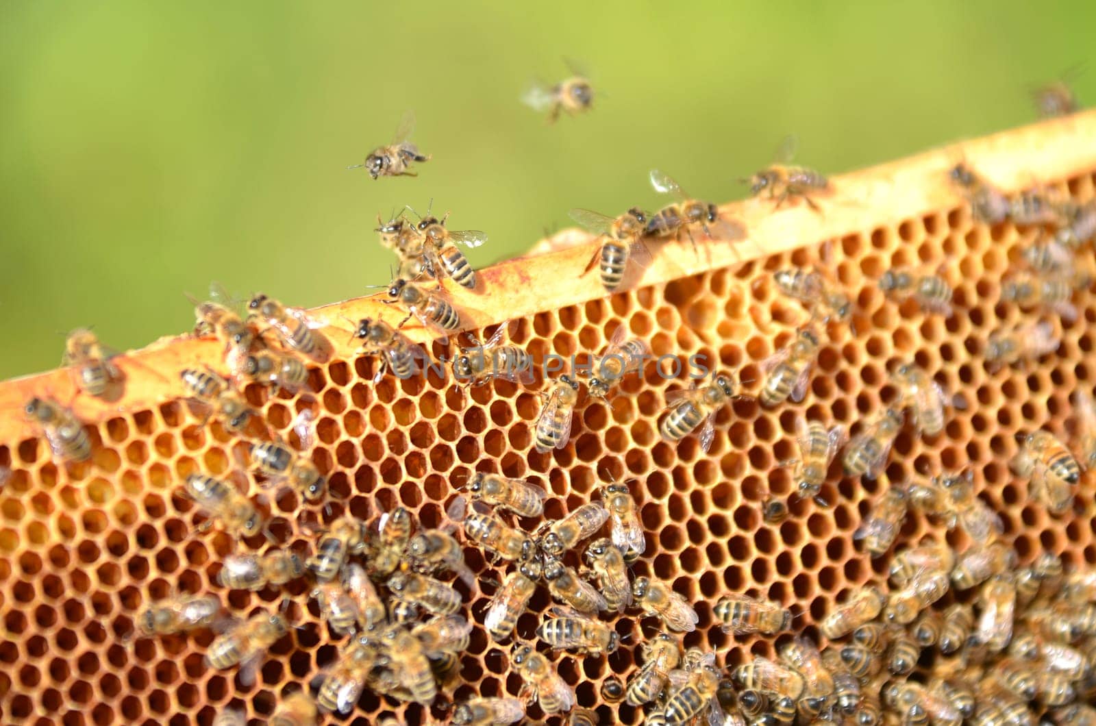 Bees on honeycomb