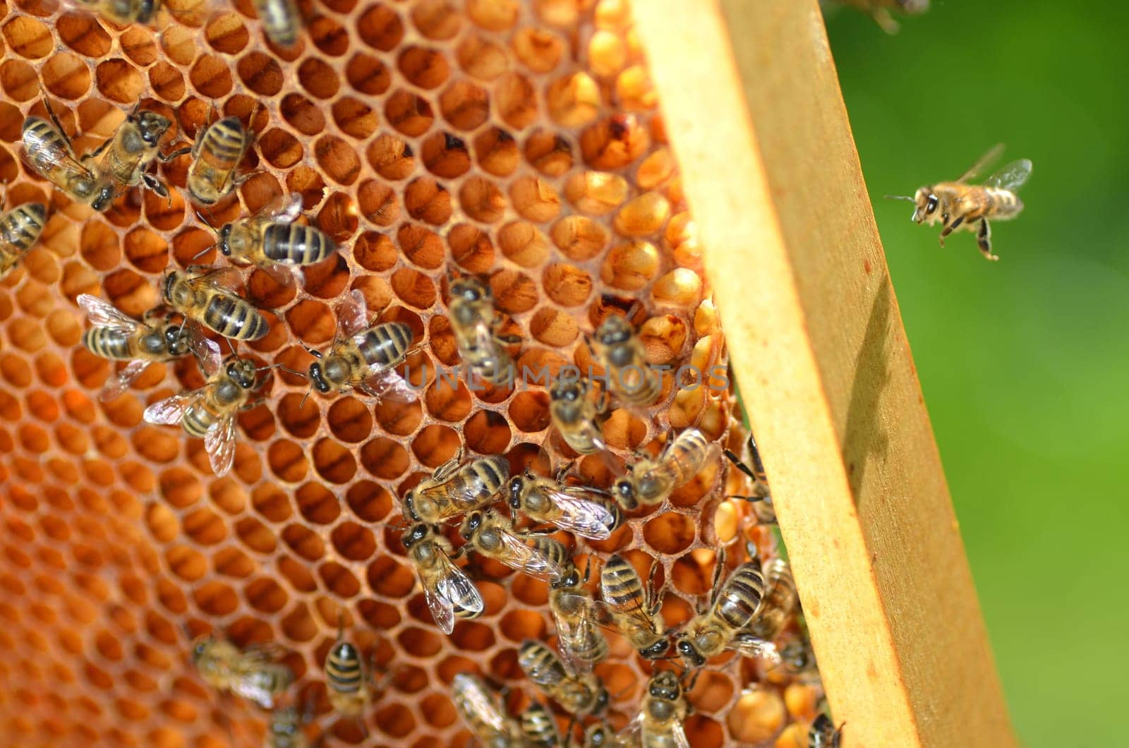 Bees on honeycomb