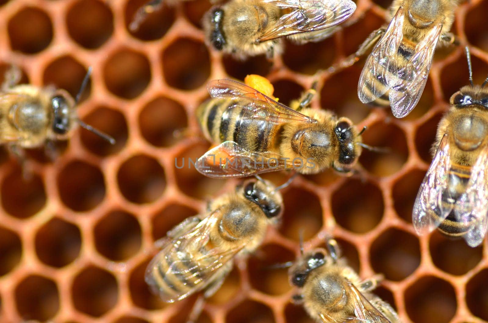 Closeup of bees on honeycomb