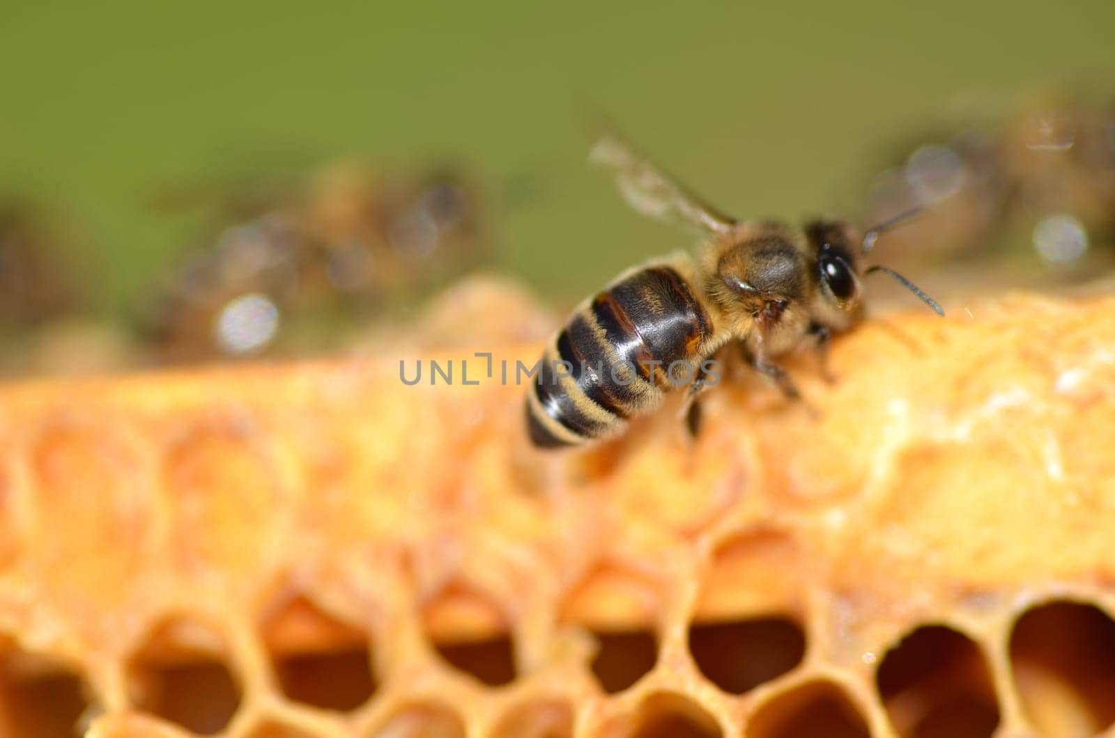 Closeup of a bee on honeycomb