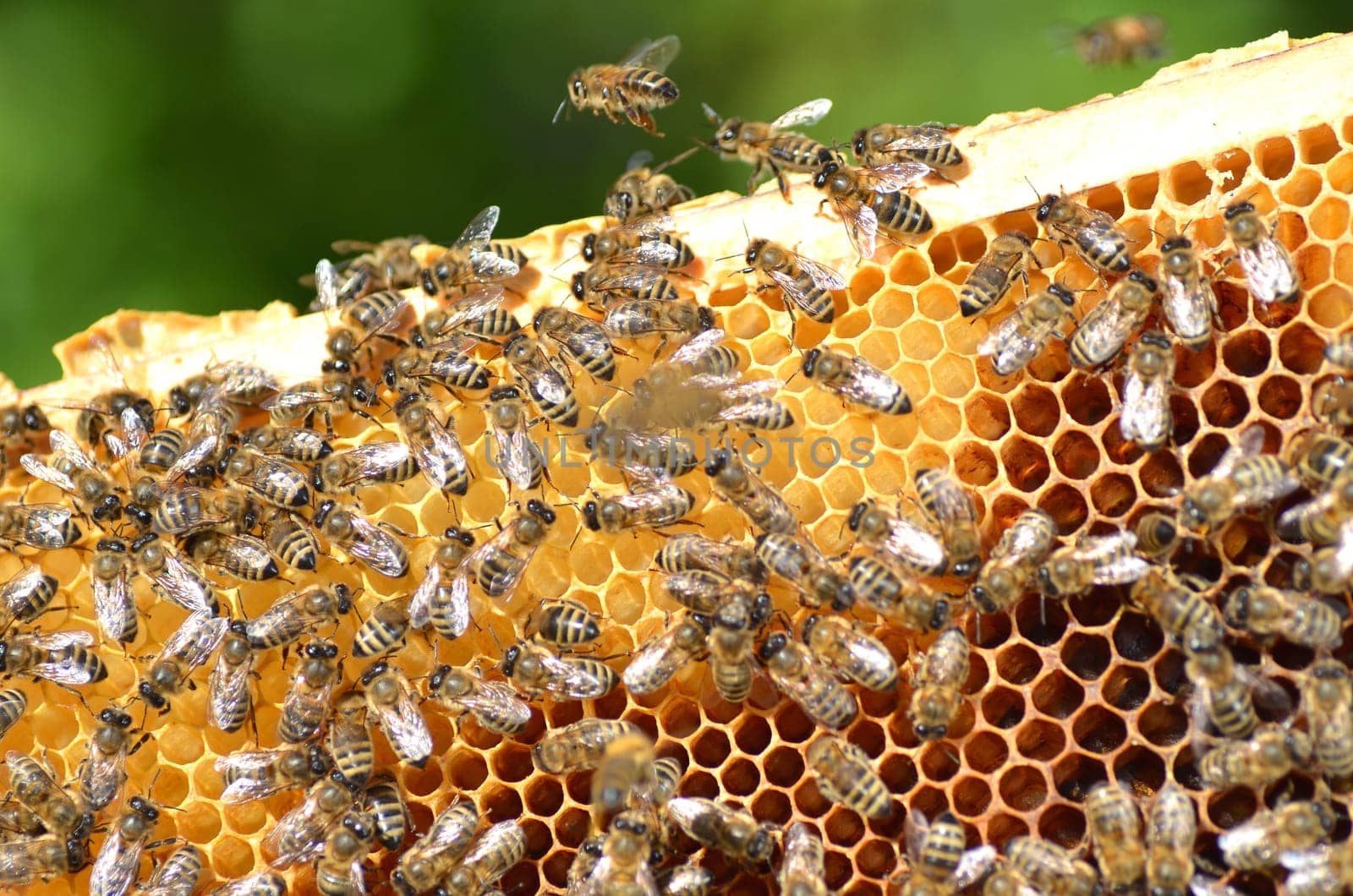 Bees on honeycomb
