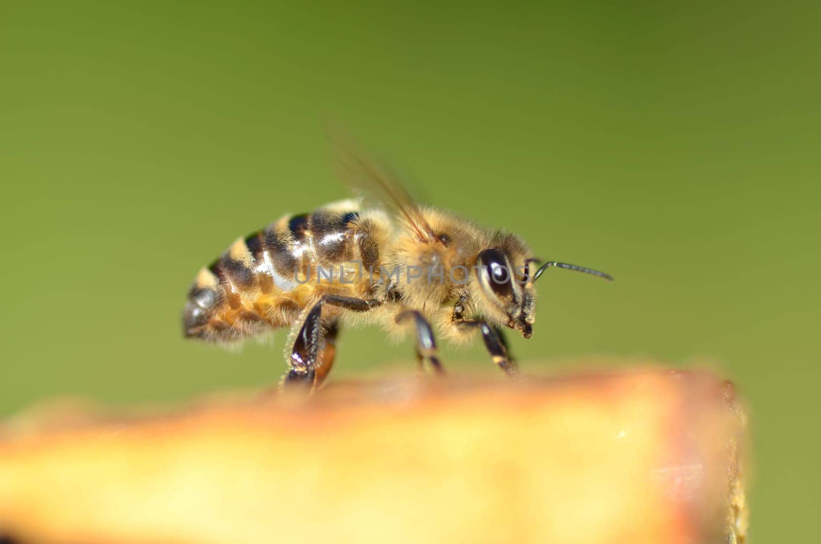 Closeup of a bee on honeycomb
