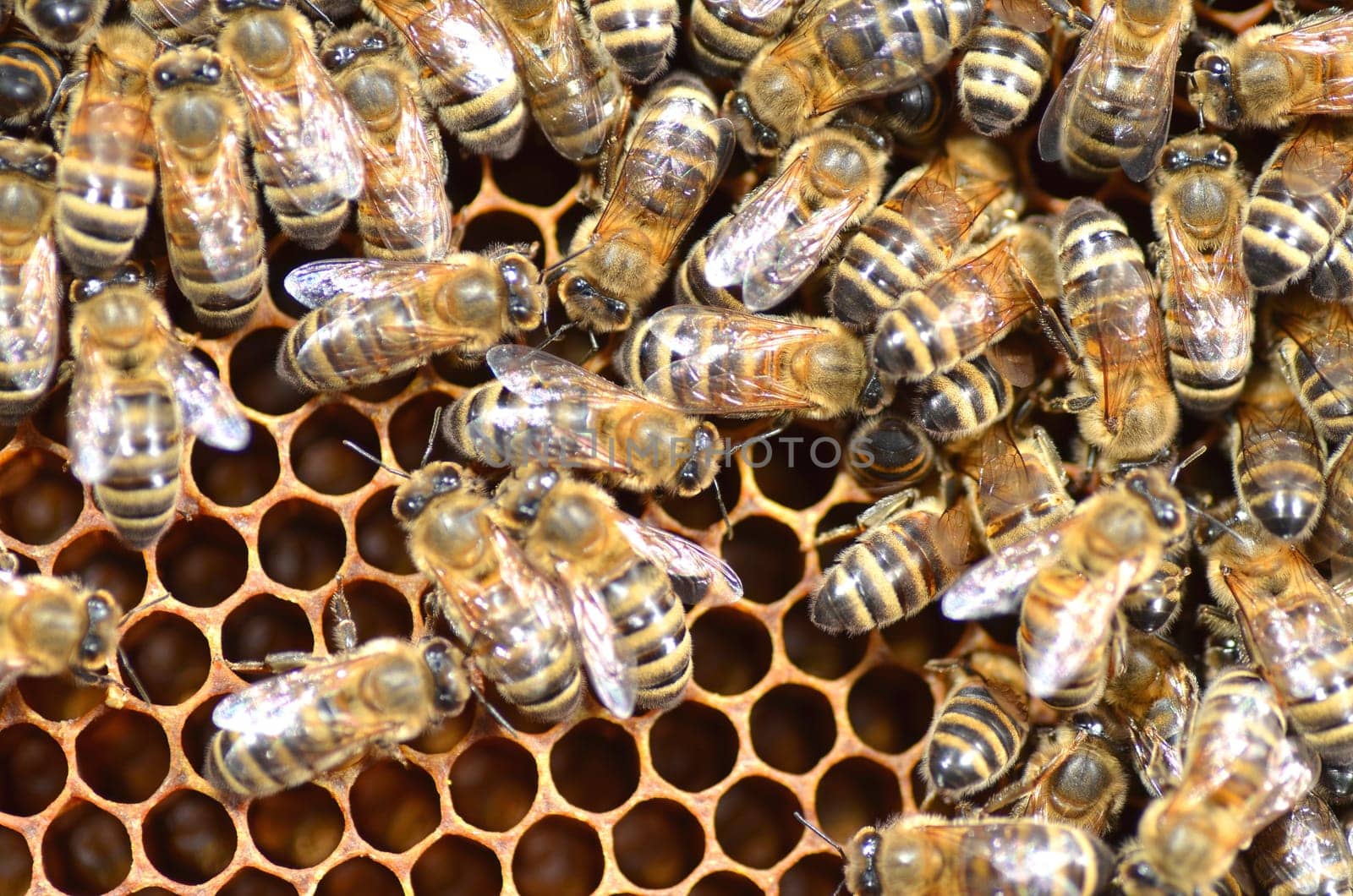 Bees on honeycomb