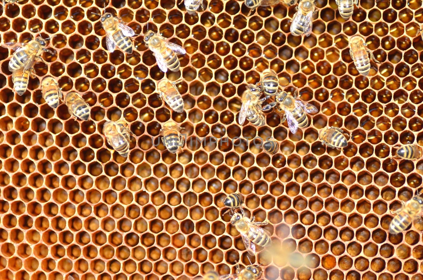 Bees on honeycomb