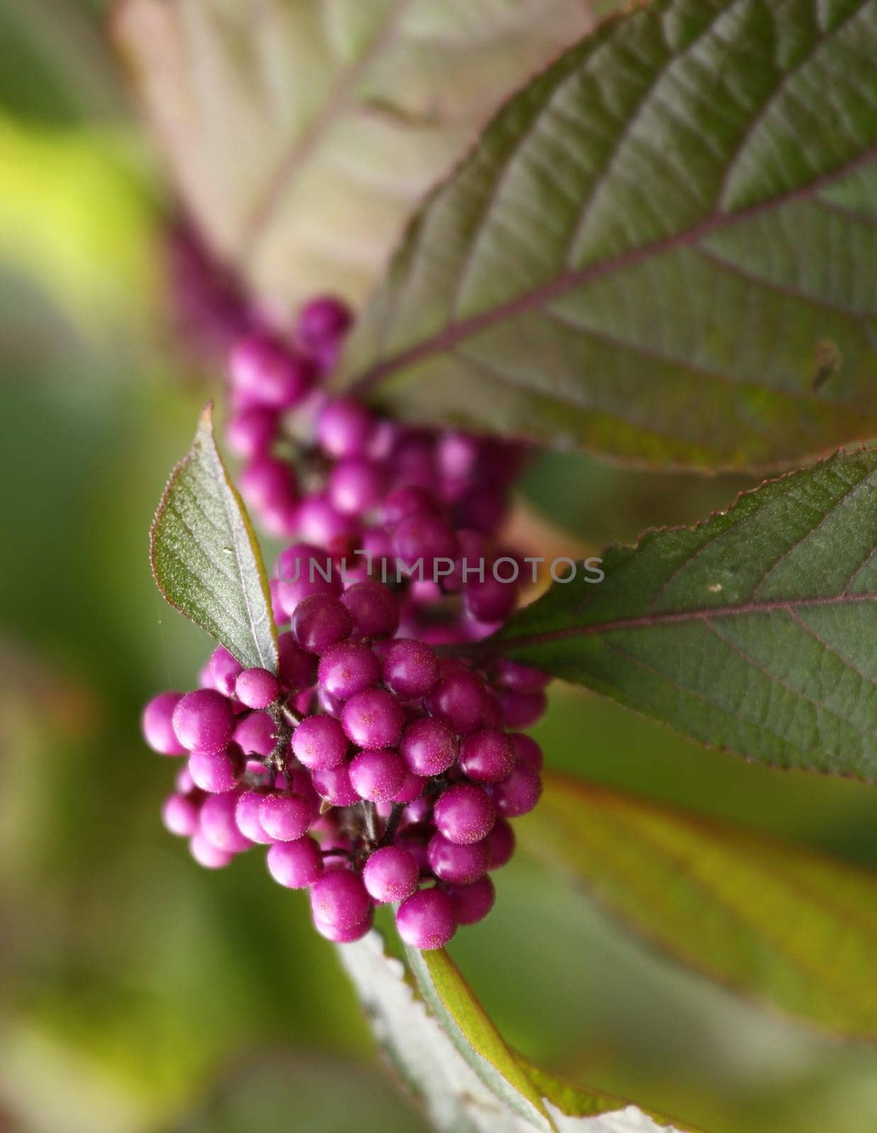 Love pearl bush