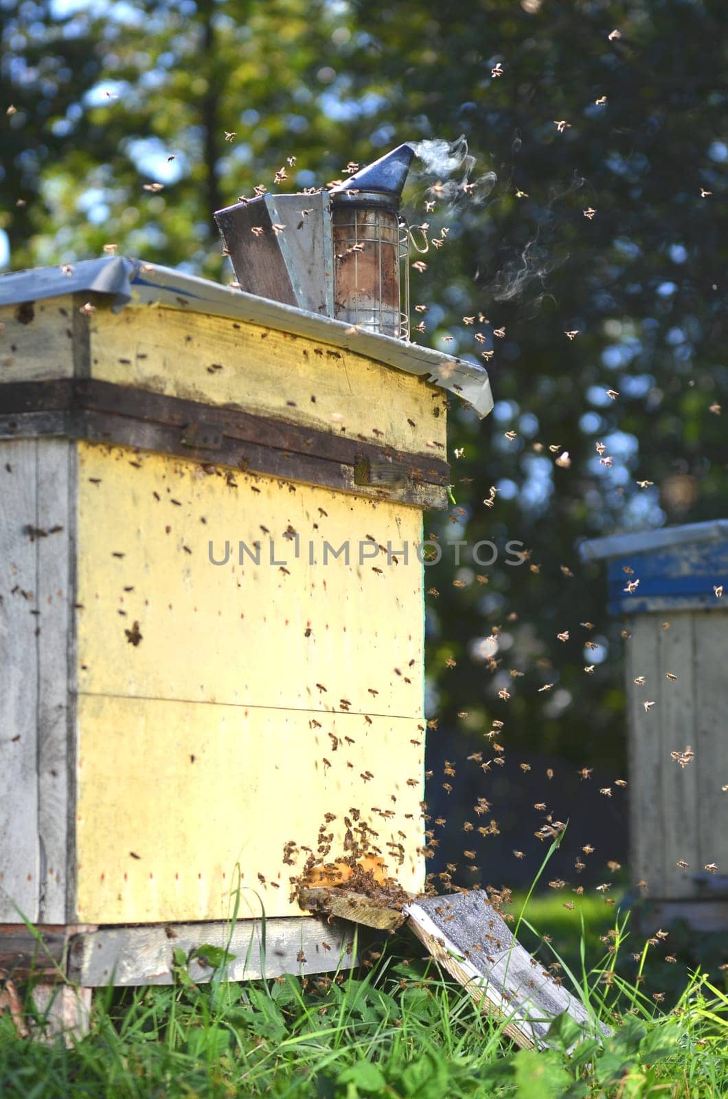Beehive in apiary