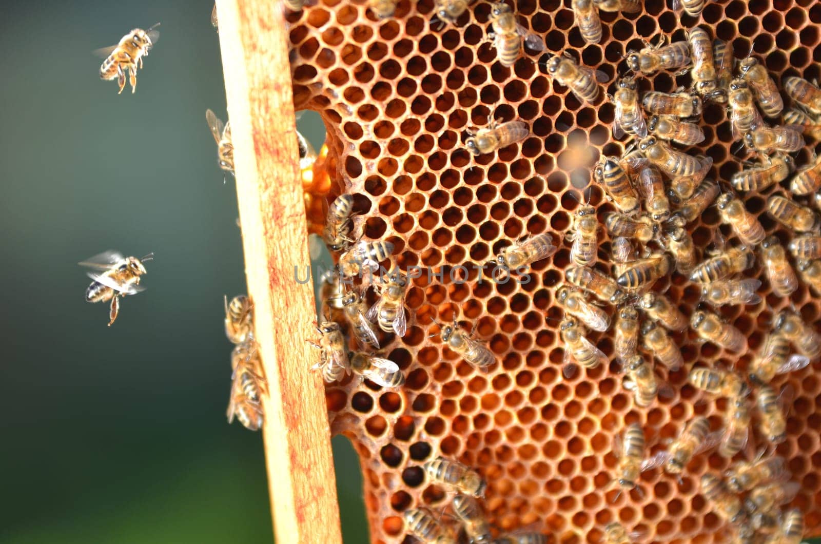 Bees on honeycomb
