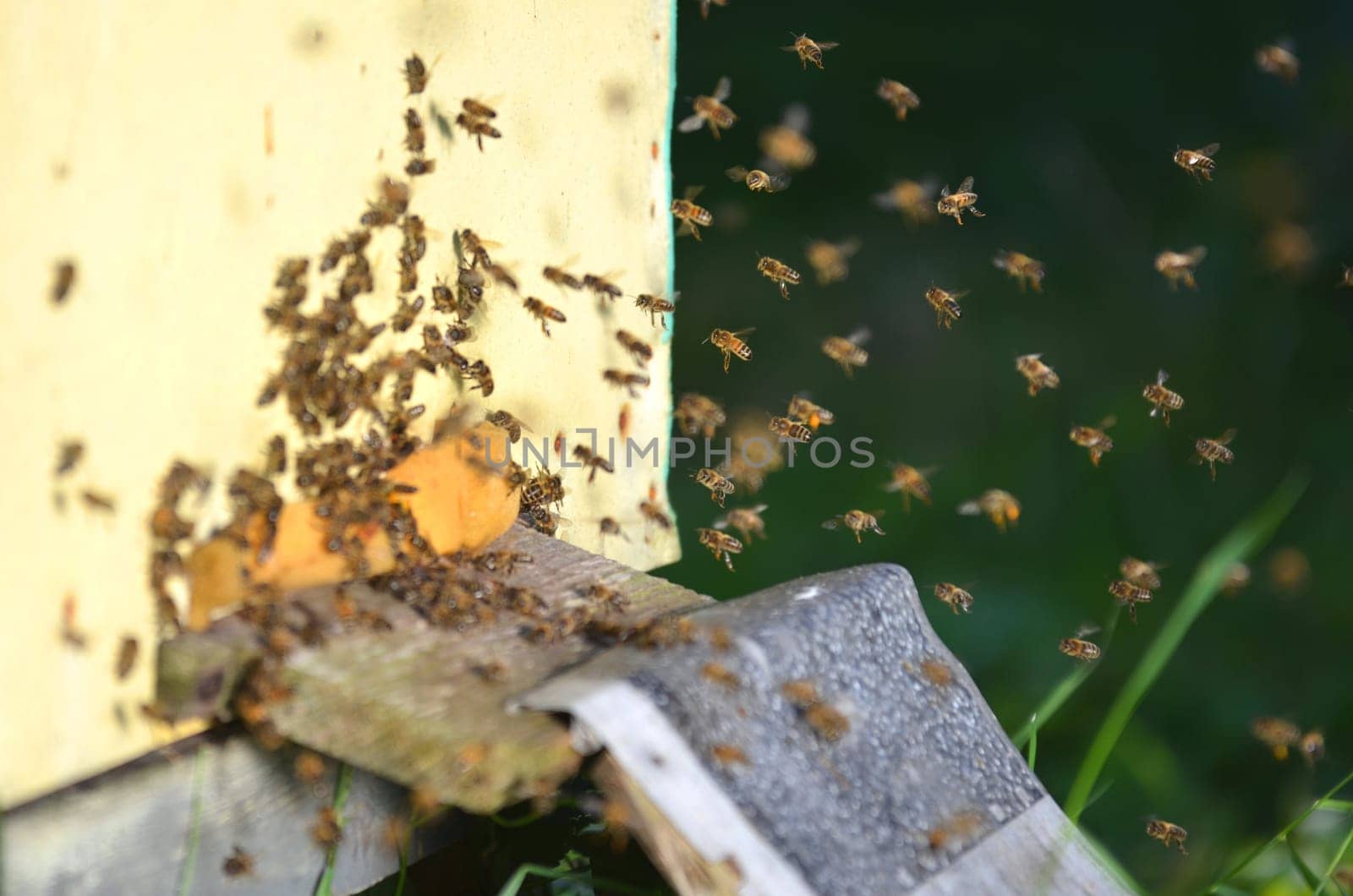 Plenty of bees at the entrance of beehive in apiary