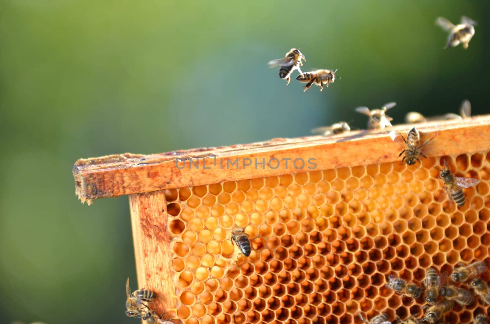 Bees on honeycomb