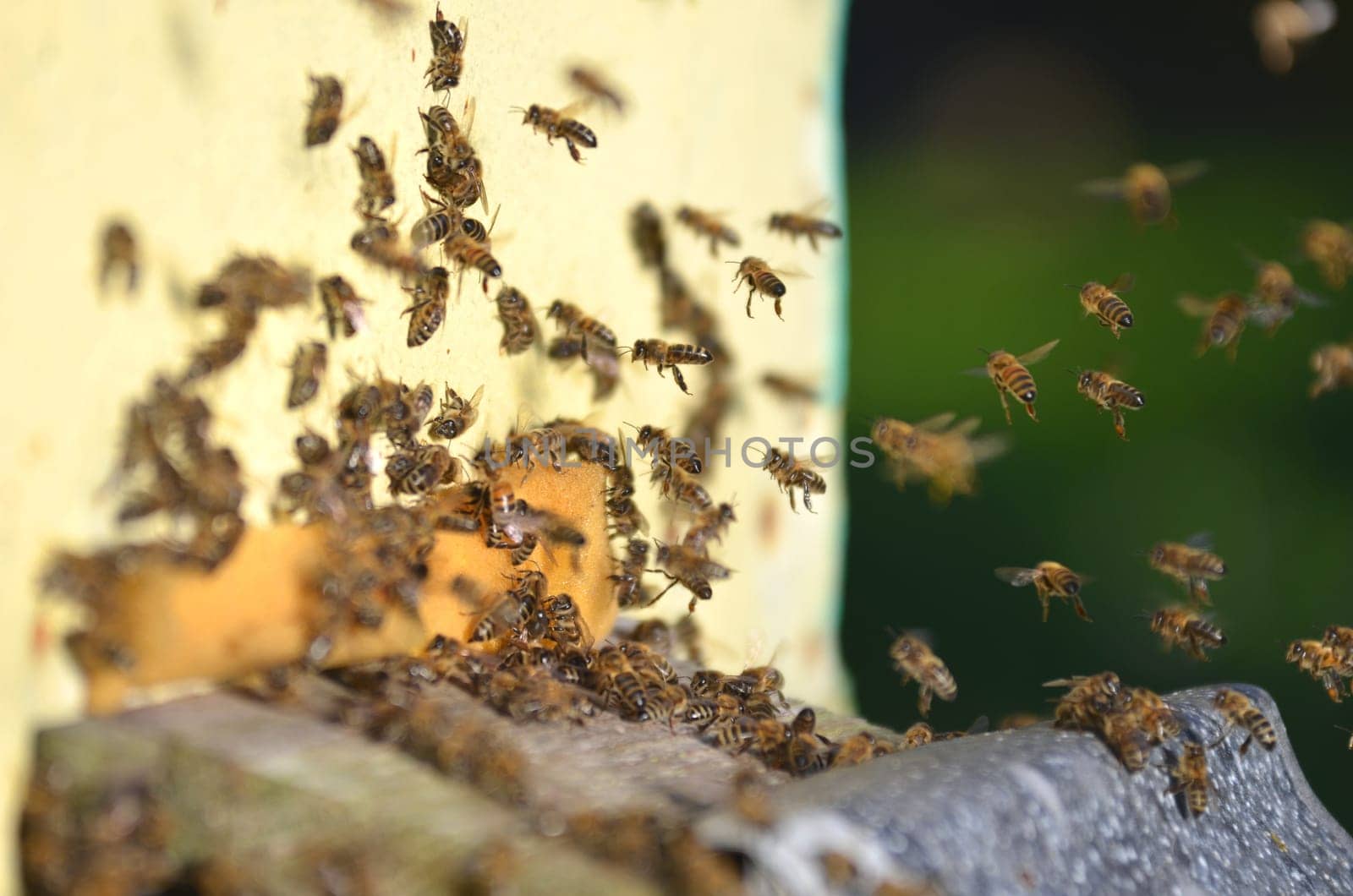 Plenty of bees at the entrance of beehive in apiary