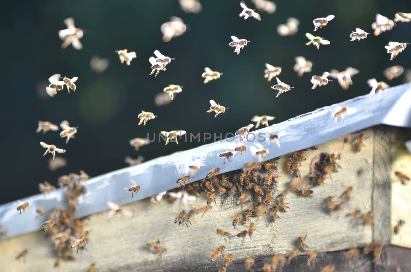 A swarm of bees trying to get into a beehive through a vent