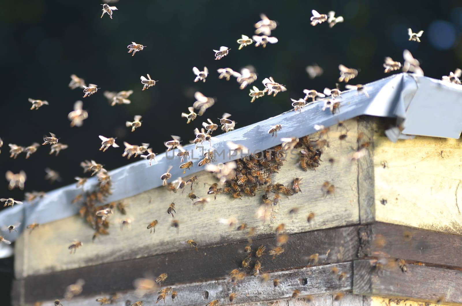 A swarm of bees trying to get into a beehive through a vent