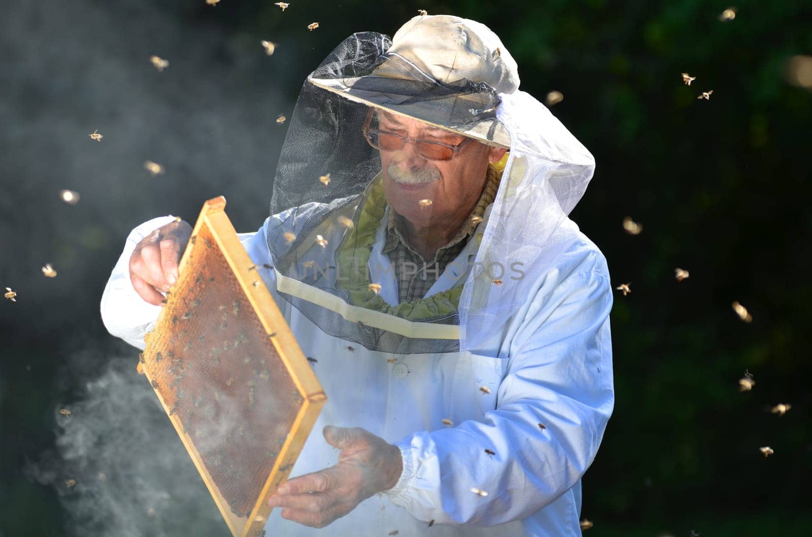 Experienced senior beekeeper making inspection in apiary after summer season