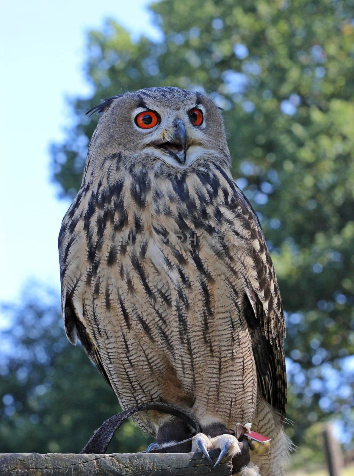 Eagle owl (Bubo bubo)